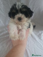 Morkie dogs - Advert 5
