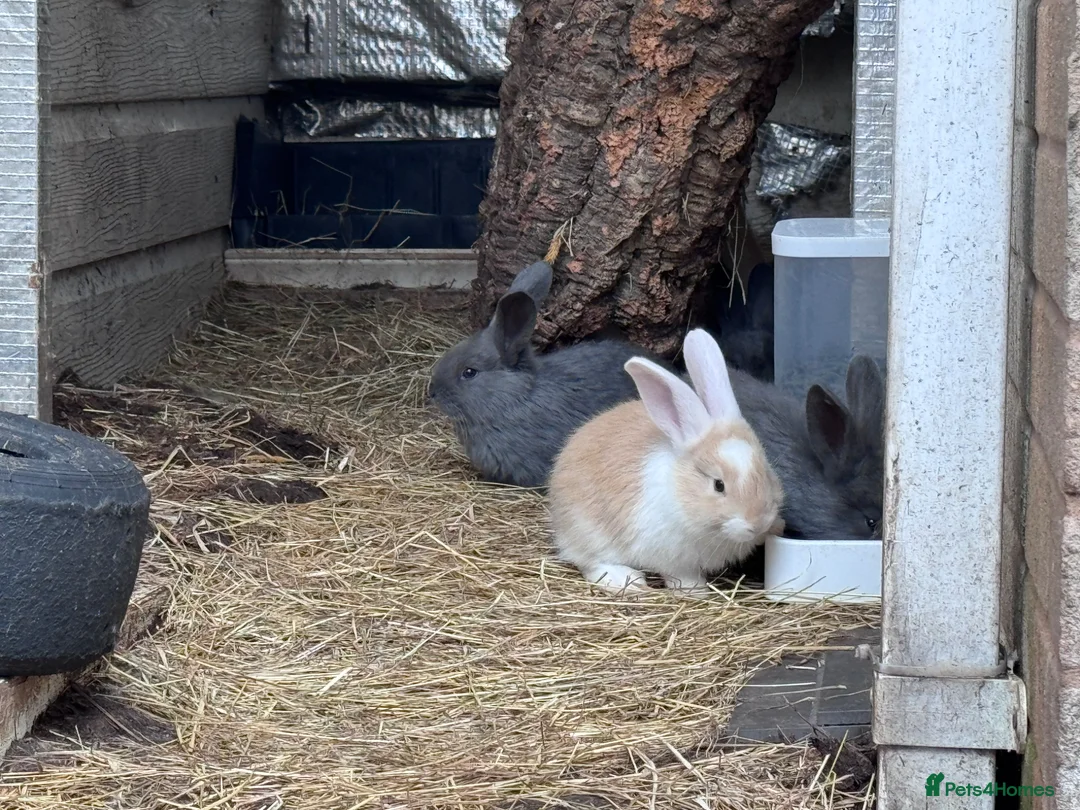 Continental Giant rabbits for sale: Continental Gaint baby rare colour  - Advert 8