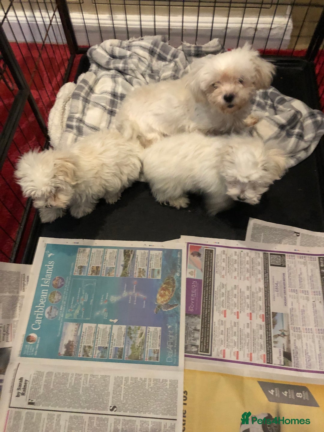 Maltese dogs for sale: Maltese puppies for sale  - Advert 14
