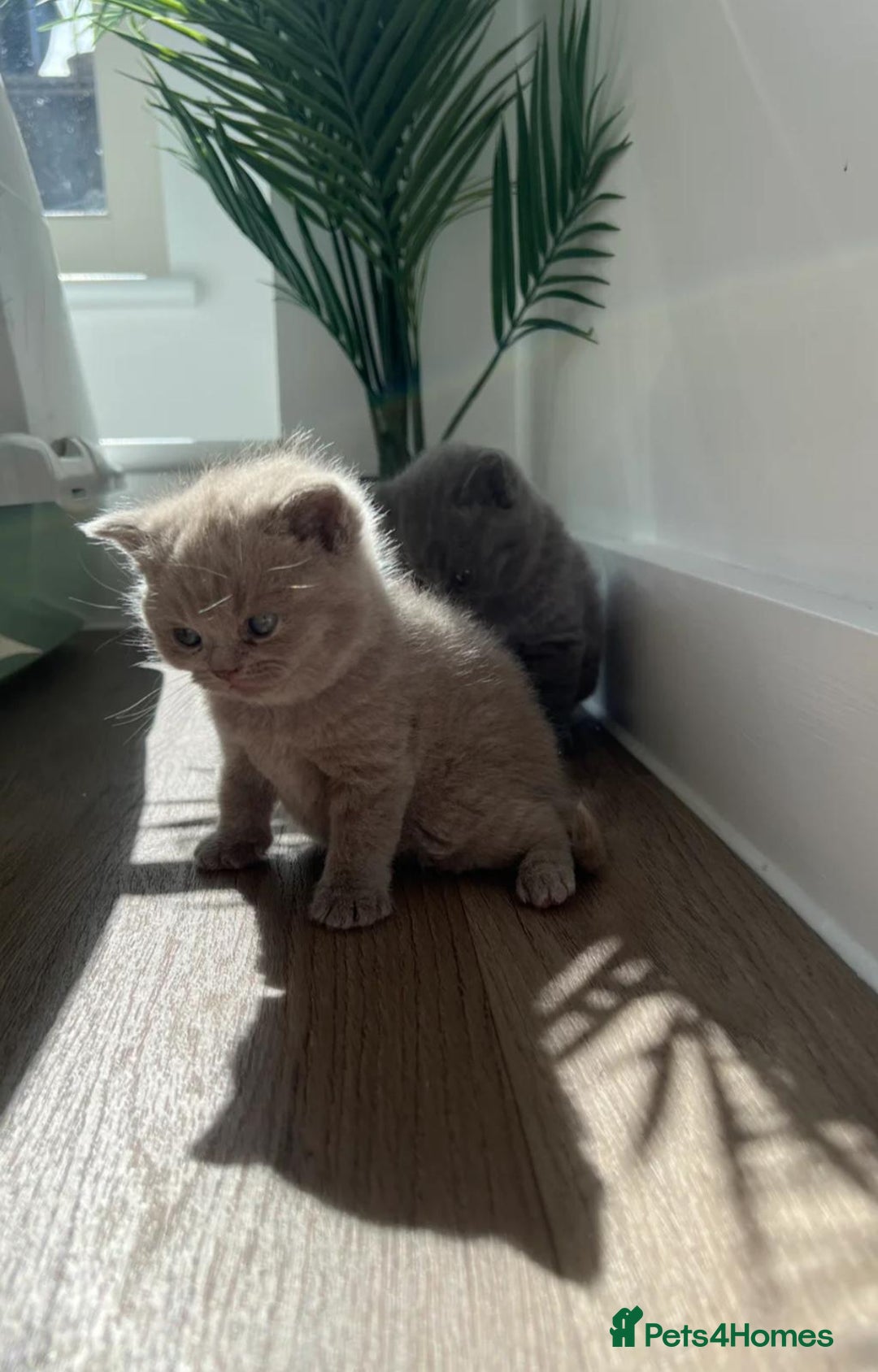 British Shorthair cats for sale: Beautiful British Shorthair Kittens  - Advert 1
