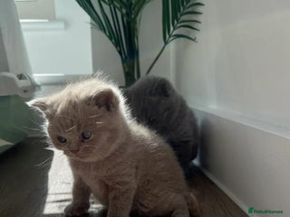 British Shorthair cats Beautiful British Shorthair Kittens - Advert 1