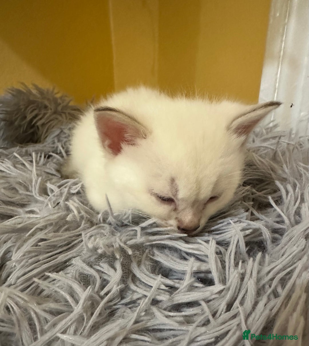 Bengal cats for sale: Stunning GCCF Registered Bengal Kittens  - Advert 15