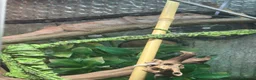Chameleon reptiles for sale: Female panther chameleon around 7months old  - Advert 2