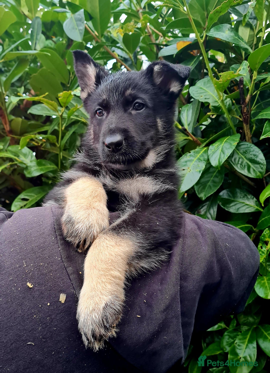 German Shepherd dogs for sale: German Shepherd Puppies For Sale - Advert 27