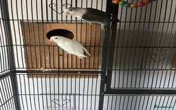 Lovebirds birds for sale: lovebird - Image 5