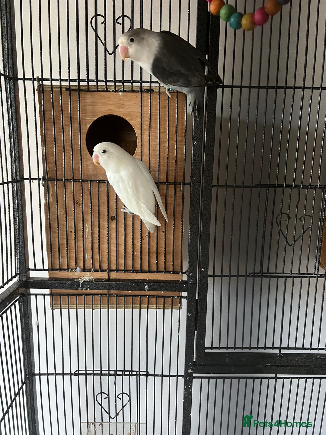 Lovebirds birds for sale: lovebird - Image 5