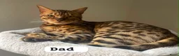 Mixed Breed cats for sale: Beautiful Bengal x Maine coone kittens  - Advert 2