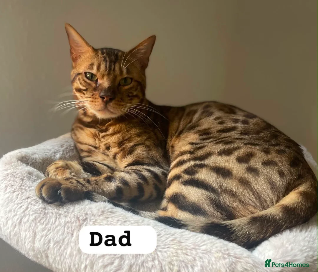 Mixed Breed cats for sale: Beautiful Bengal x Maine coone kittens  - Advert 2
