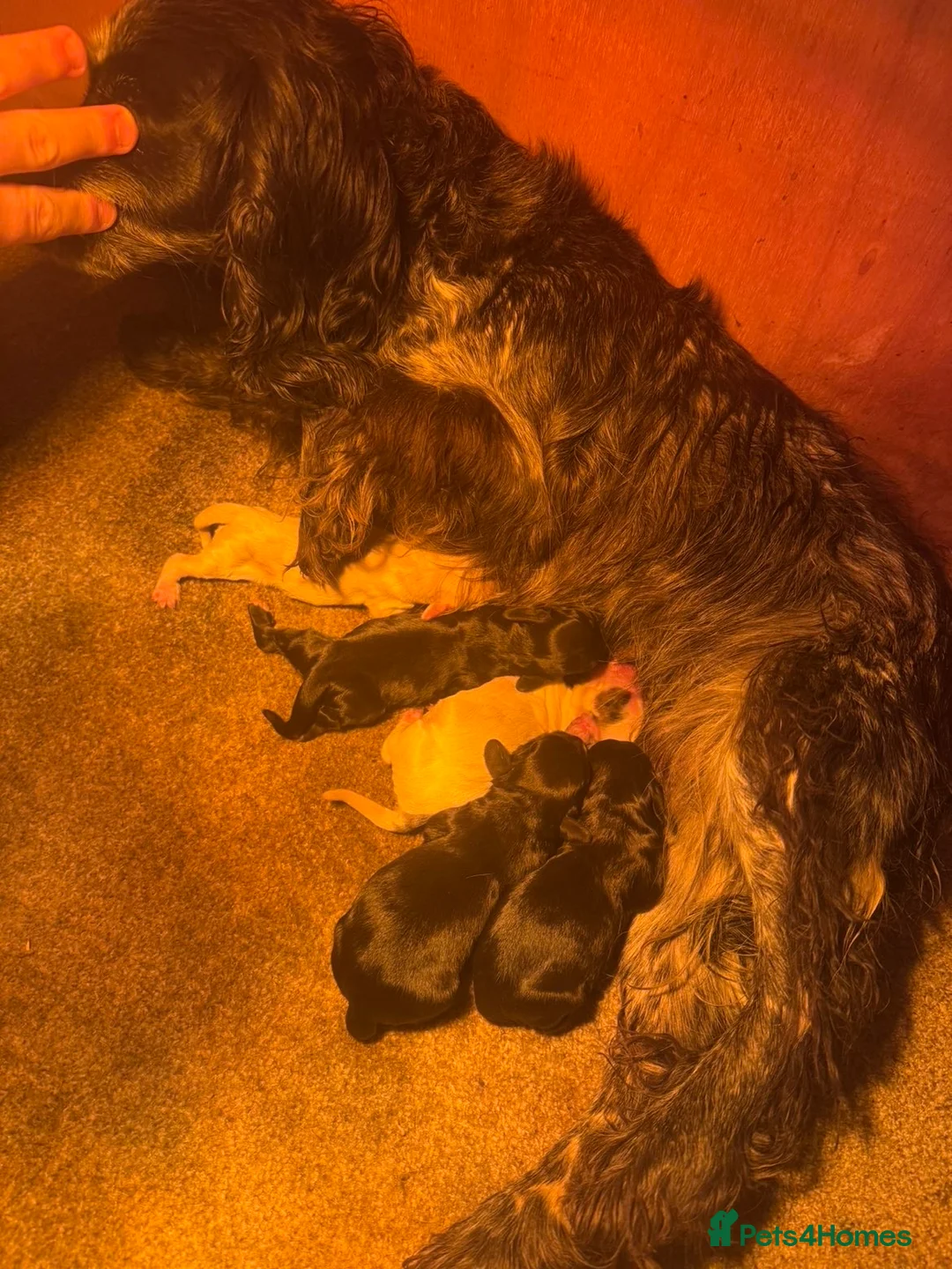 Cocker Spaniel dogs for sale: Beautiful cocker spaniel puppy’s for sale  - Advert 17