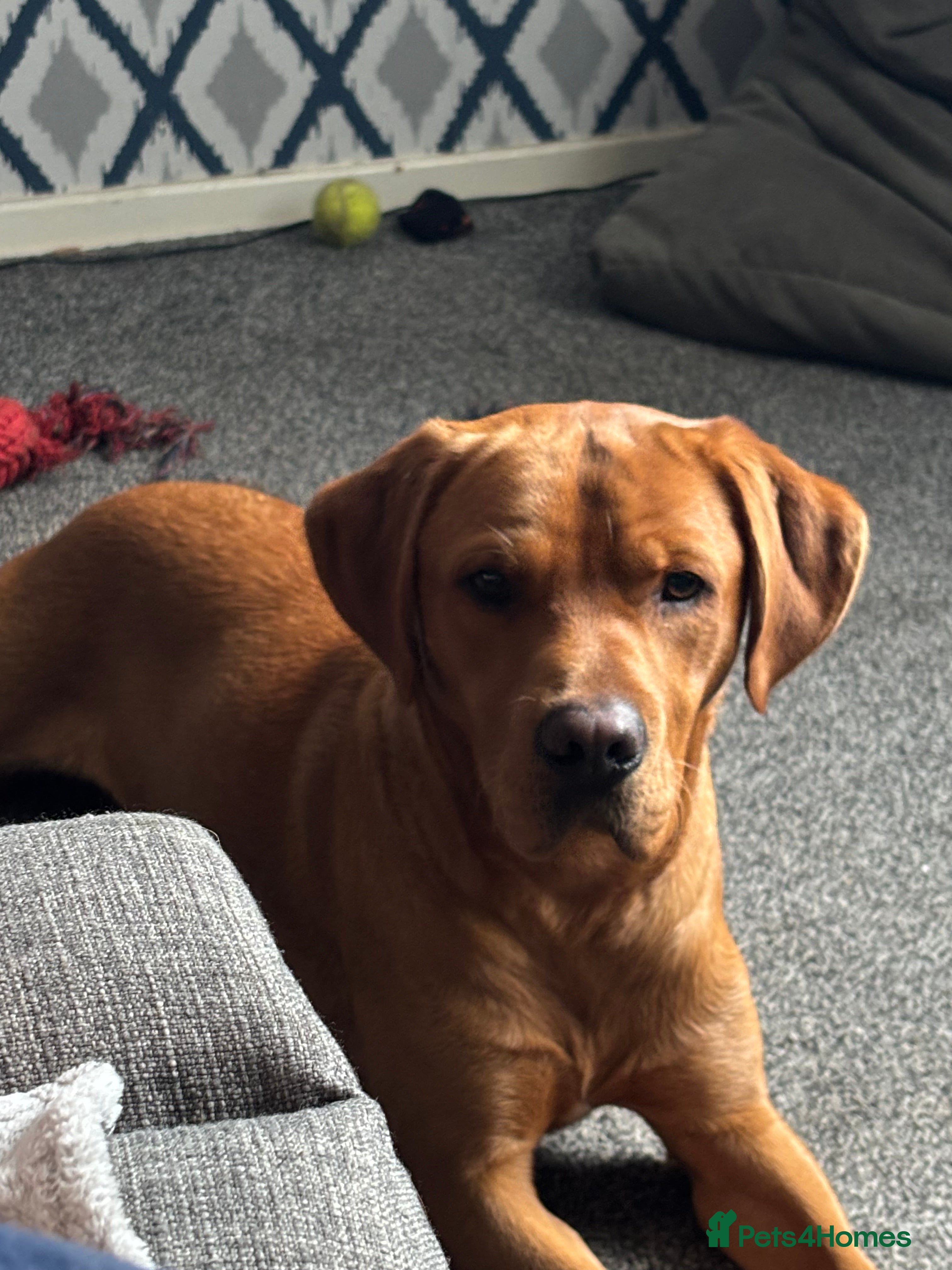 Labrador Retriever dogs Gorgeous boy, Rex, looking for new home - Advert 1