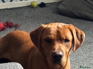 Labrador Retriever dogs Gorgeous boy, Rex, looking for new home - Advert 1