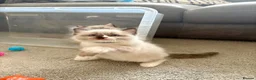 Ragdoll cats for sale: Ragdoll male kitten - Advert 4