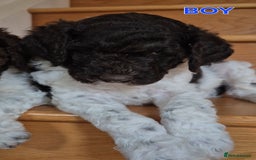 Standard Poodle dogs for sale: KC Reg Chocolate parti Standard Poodle puppies - Image 14