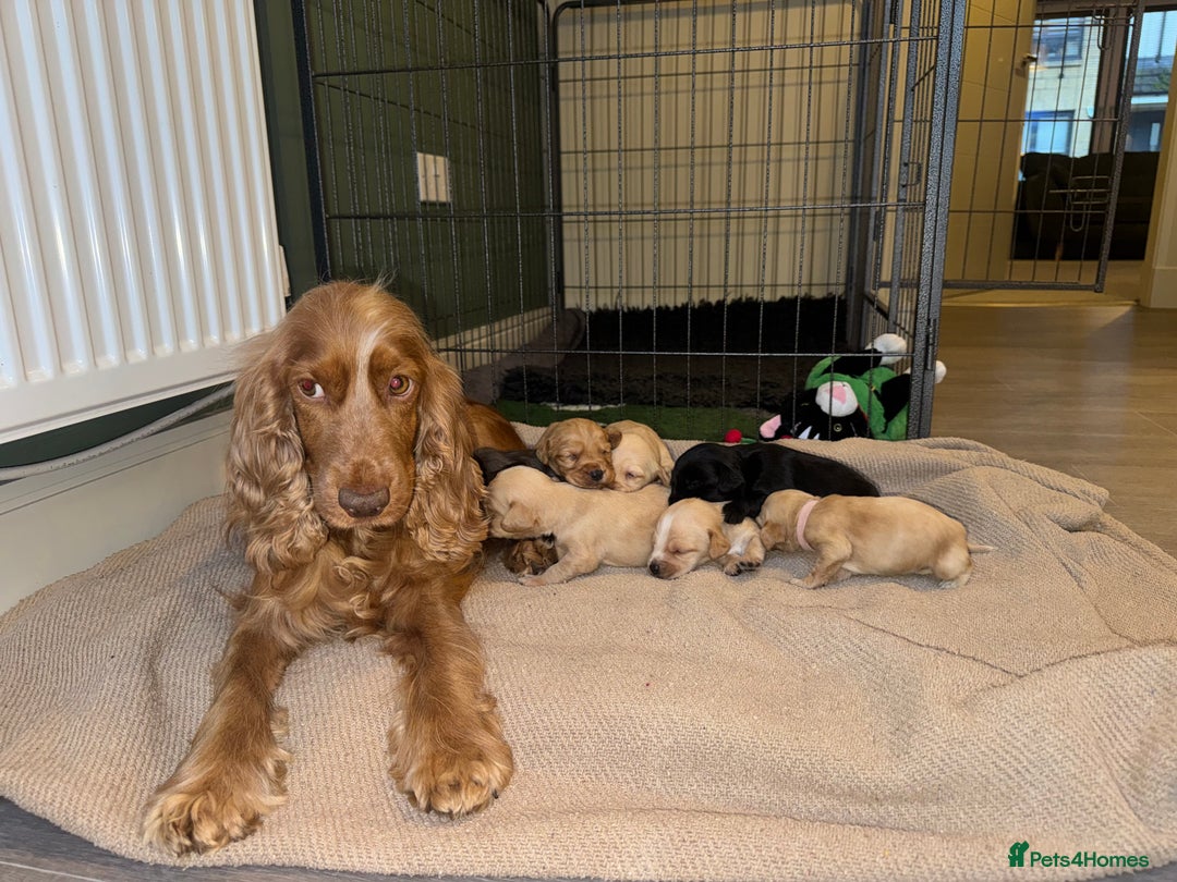 Cockerdor dogs for sale: Cockerdor/ Spanador Puppies. KC registered parents - Advert 29