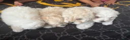 Mixed Breed dogs for sale: Bichon X Maltese mix  - Advert 10