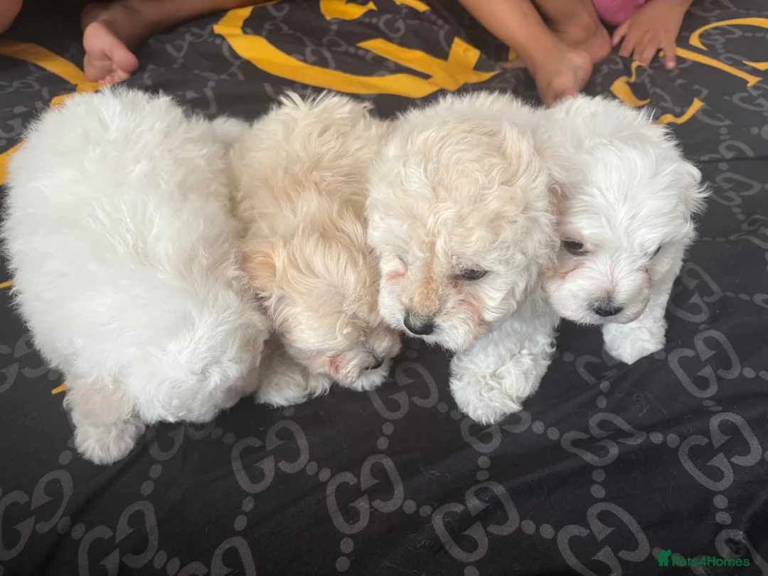 Mixed Breed dogs for sale: Bichon X Maltese mix  - Advert 10