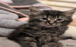 Mixed Breed cats for sale: Four kittens for sale  - Advert 6