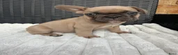 French Bulldog dogs for sale: 2 GIRLS LEFT REDUCED - French Bulldog Puppies 💕 - Advert 11