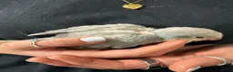 Parrots birds for sale: Gorgeous Handreared baby Quakers  - Advert 3