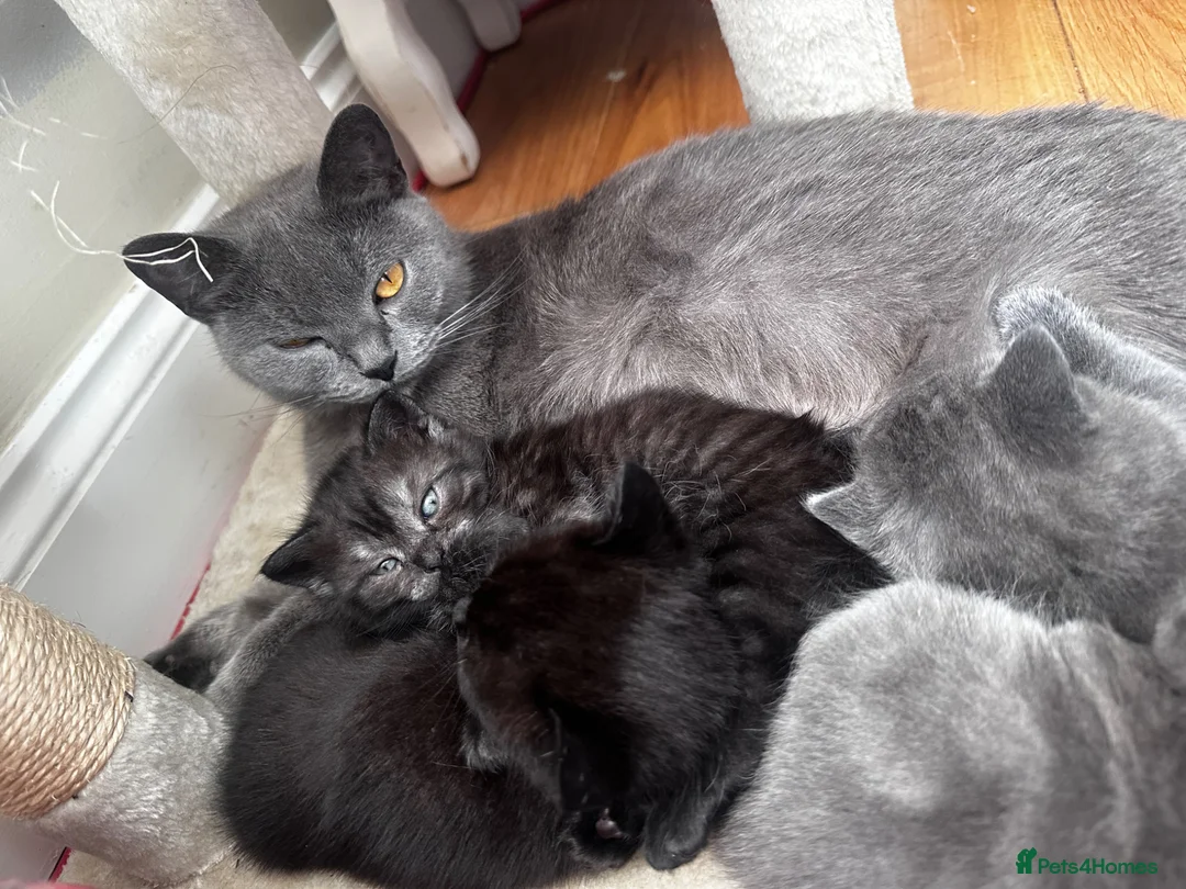 Scottish Fold cats for sale: Scottish straight  in Banbury - Advert 1