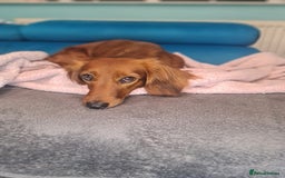 Dachshund dogs for sale: 5 beautiful long-haired Dachshunds pupps - Image 23