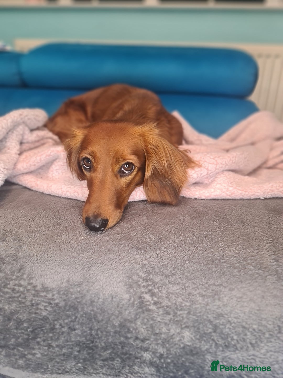 Dachshund dogs for sale: 5 beautiful long-haired Dachshunds pupps - Image 23