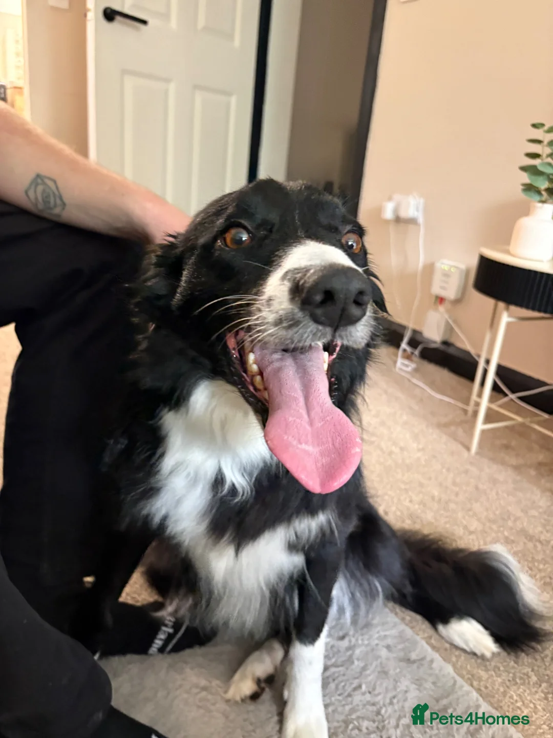 Border Collie dogs for sale: Rosie in Stafford - Advert 4