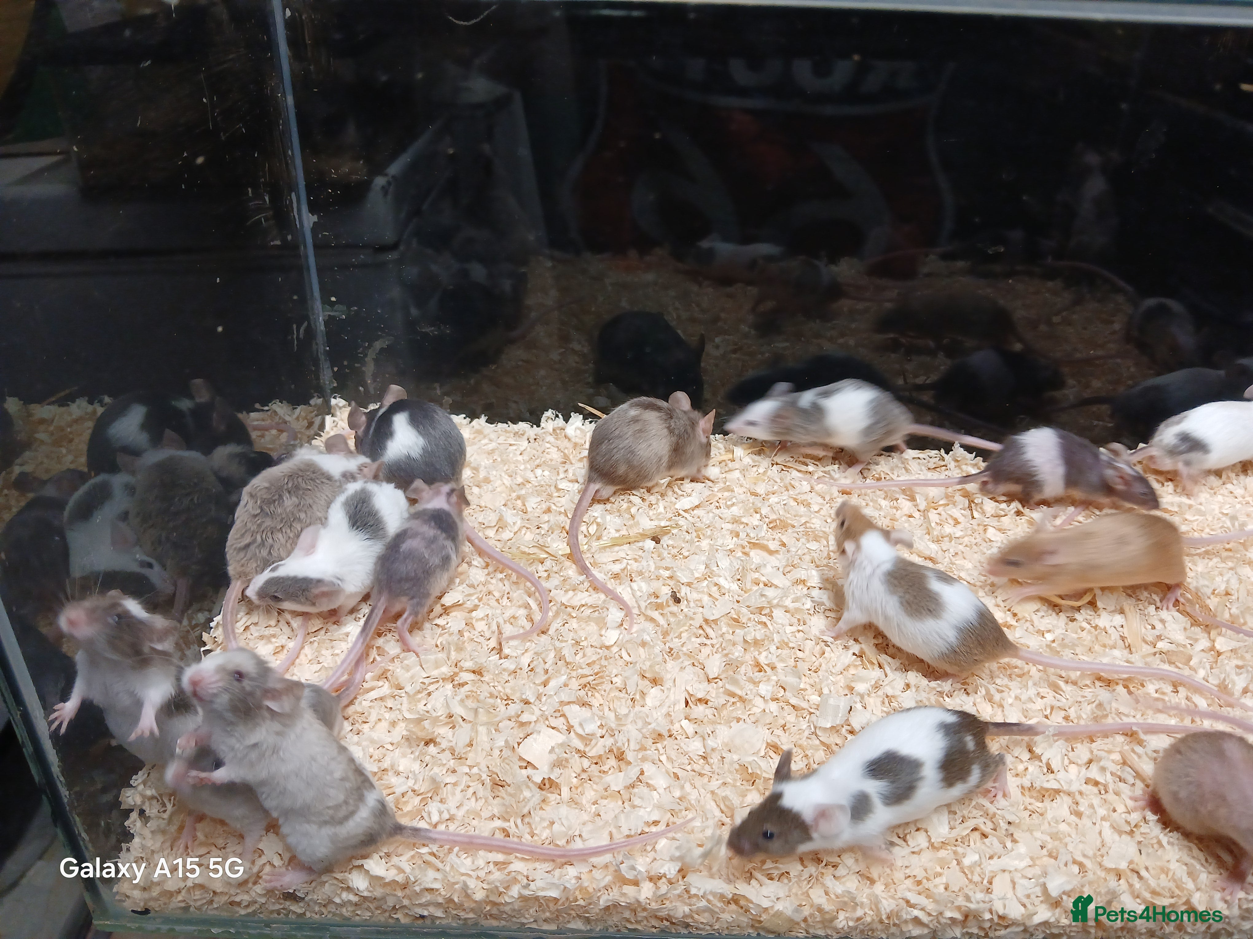 Mouse rodents Baby Fancy Pet Mice - Advert 8