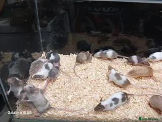 Mouse rodents Baby Fancy Pet Mice - Advert 8