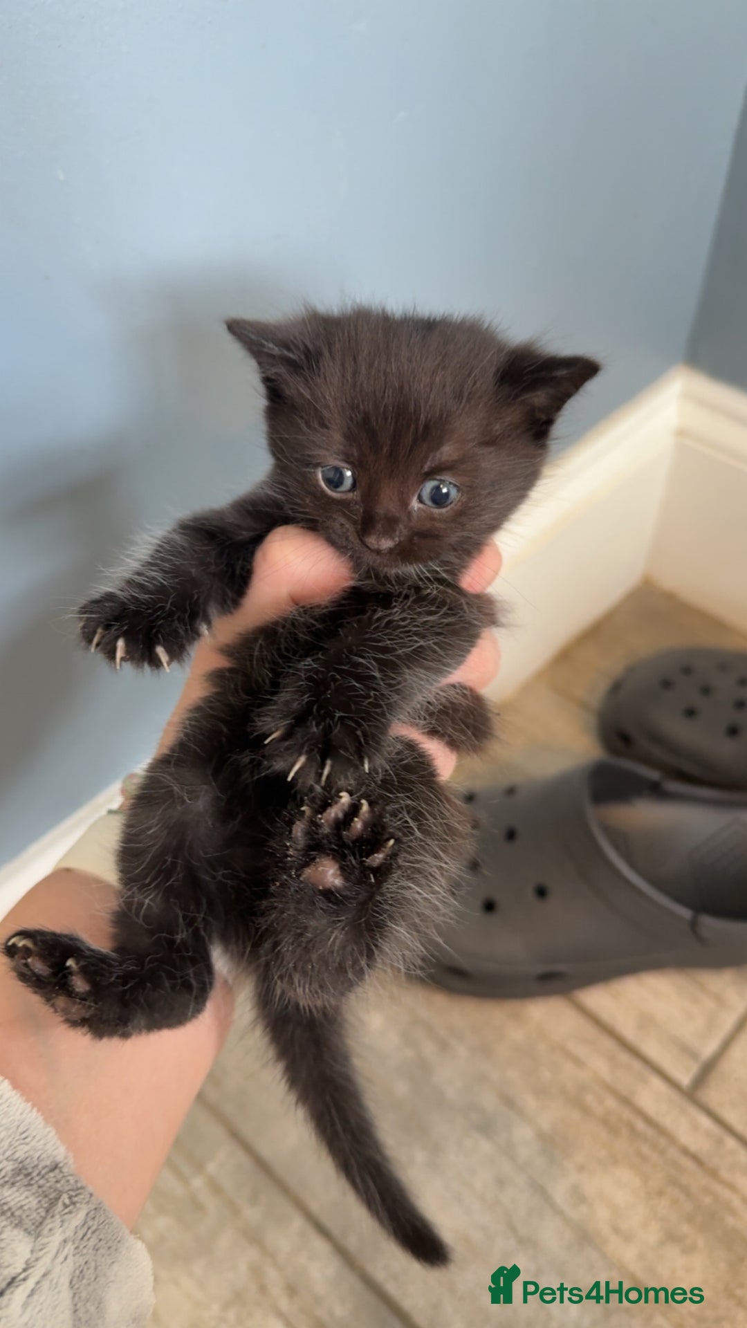 Mixed Breed cats for sale: 6 British Shorthair cross kittens  - Image 8