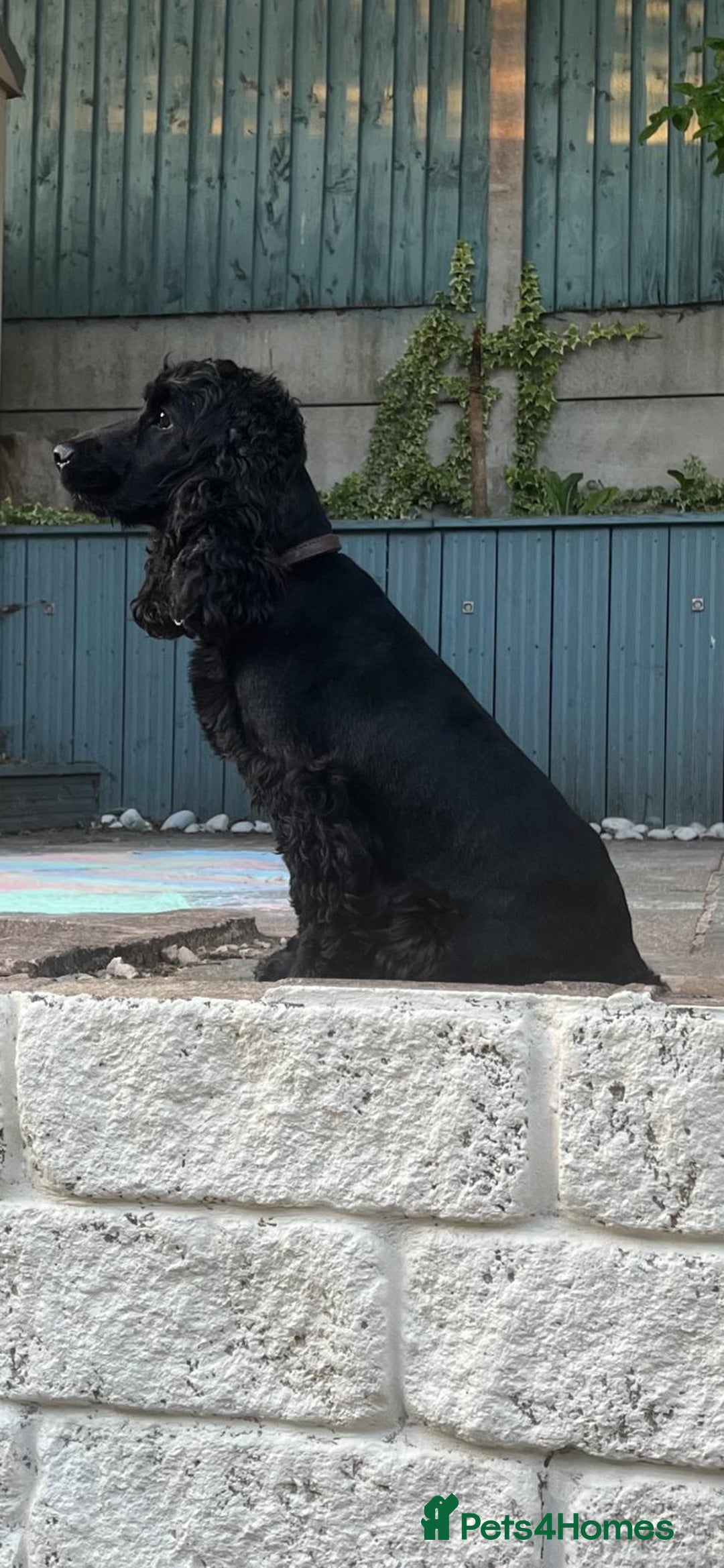 Cocker Spaniel dogs for sale: Show Type Cocker Spaniel  - Advert 10