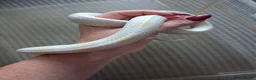 Corn Snake reptiles for sale: Various corn snakes for sale, Snow Tessera & more - Advert 12