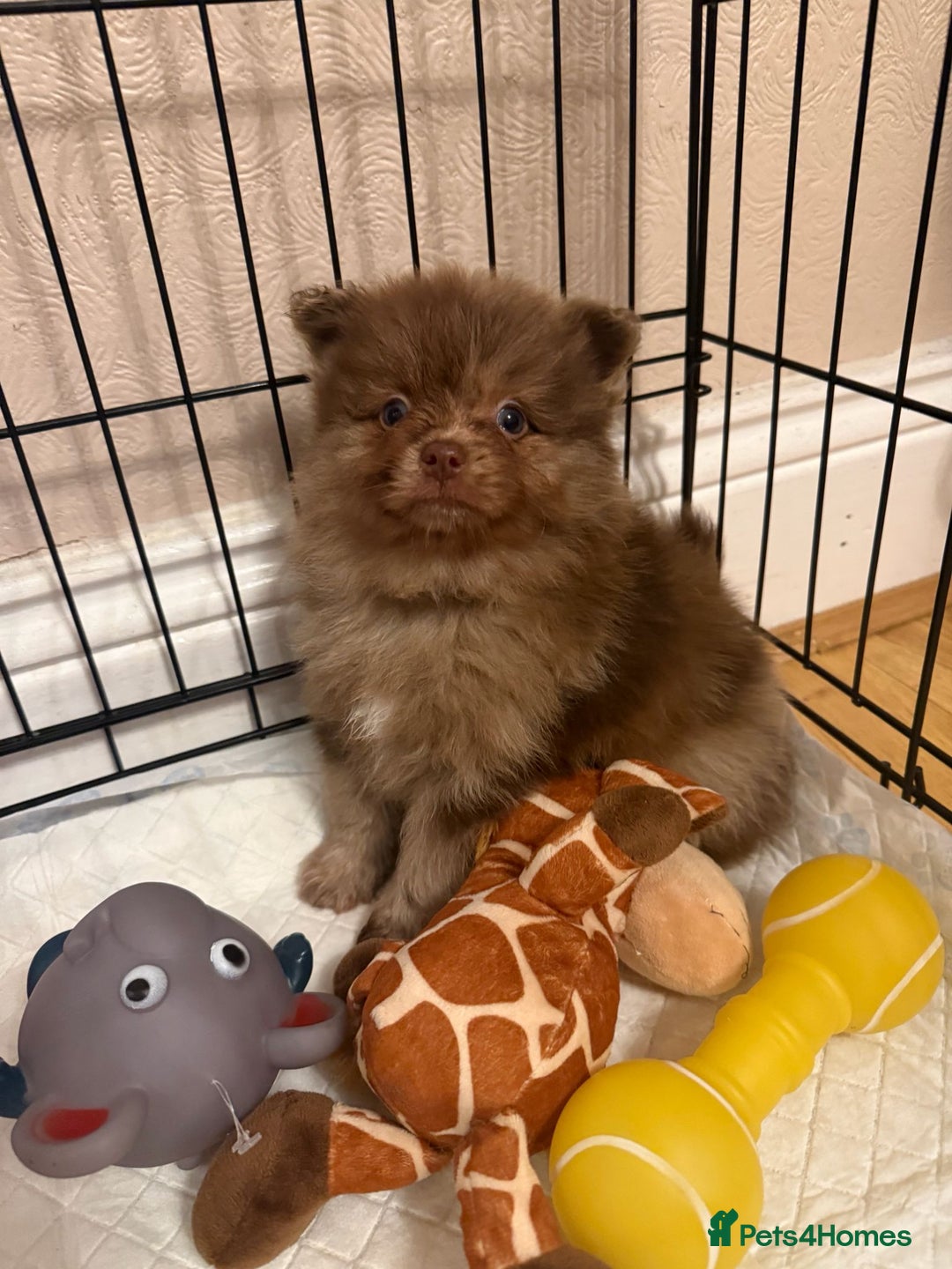 Pomeranian dogs for sale: Pom Puppies - Advert 24