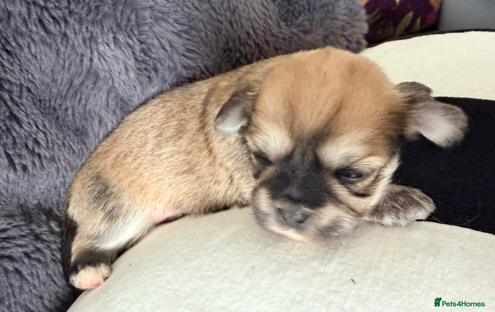 Mixed Breed dogs Malchi puppies - Advert 1
