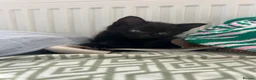 Mixed Breed cats for sale: Black Domestic Shorthair Kittens - Advert 1