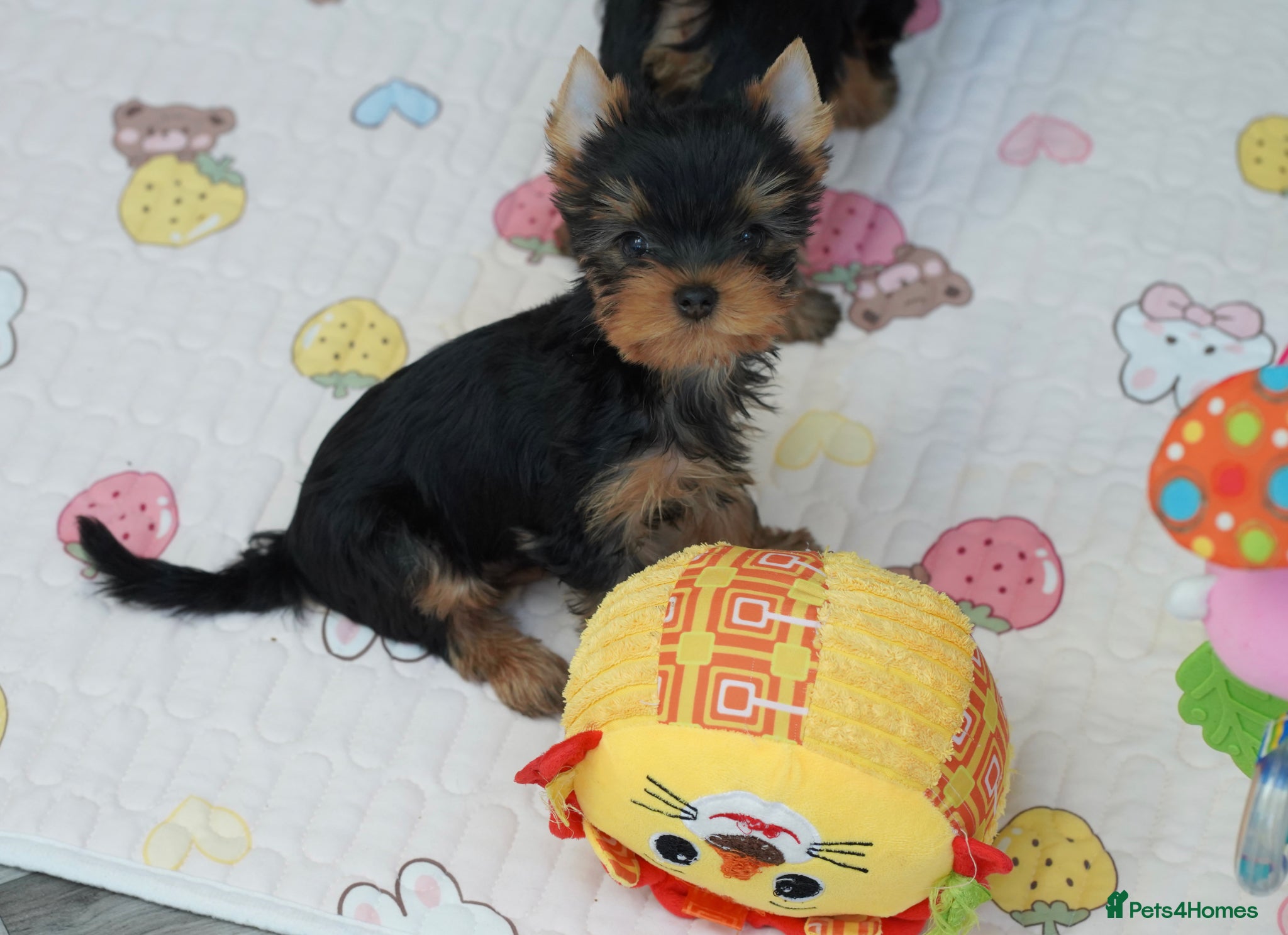 Yorkshire Terrier dogs Adorable KC reg puppies 🩵💕 - Advert 17