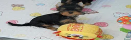 Yorkshire Terrier dogs for sale: Adorable KC reg: girl 💕 - Advert 5