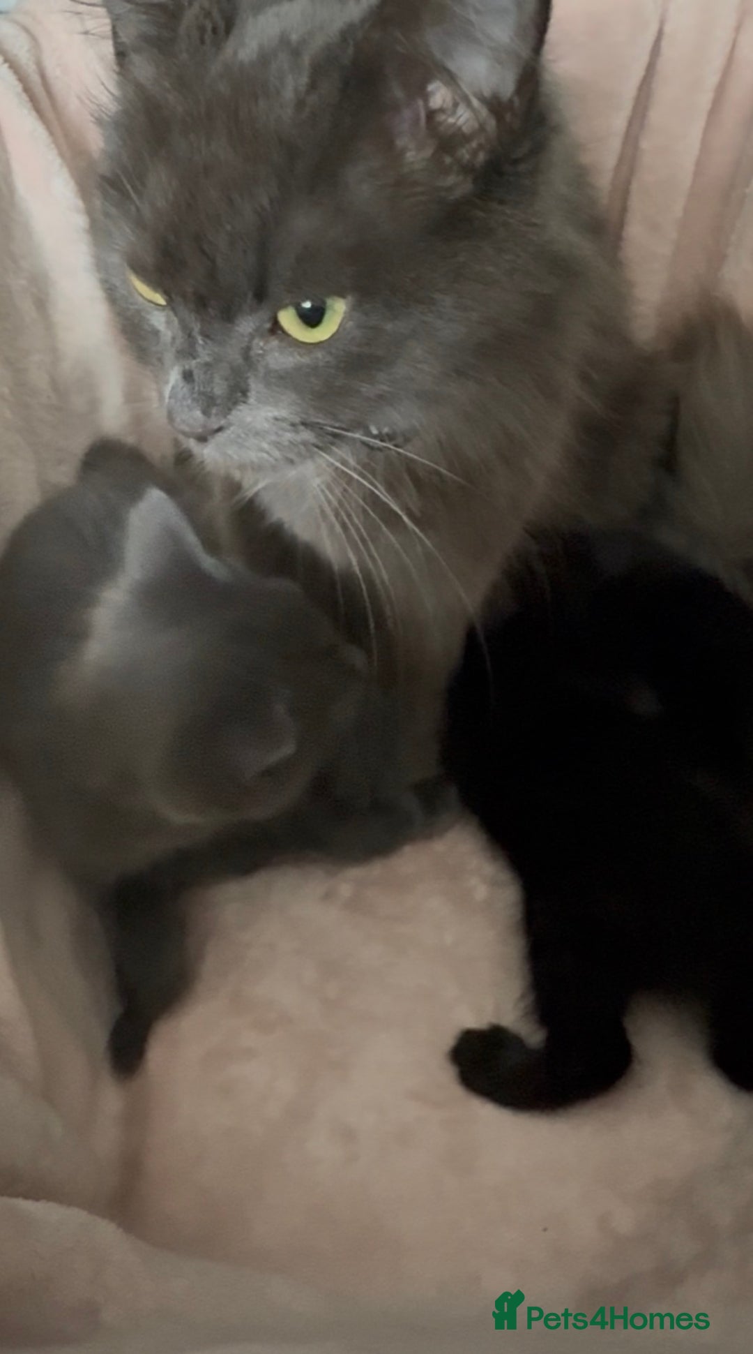 British Shorthair cats for sale: British shorthair kittens - Advert 16