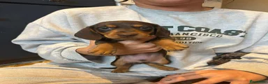 Miniature Dachshund 1