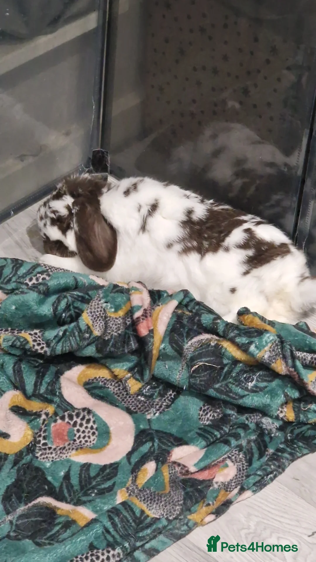 Mini Lop rabbits for sale: Eddie Mini Lop Rabbit (6 years old ) male  - Advert 2