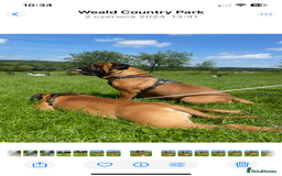 Bullmastiff dogs for sale: Beautiful Bullmastiff girl - Image 7