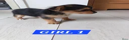 Mixed Breed dogs for sale: 3 Pome x yorkshire terrier puppies - Advert 4