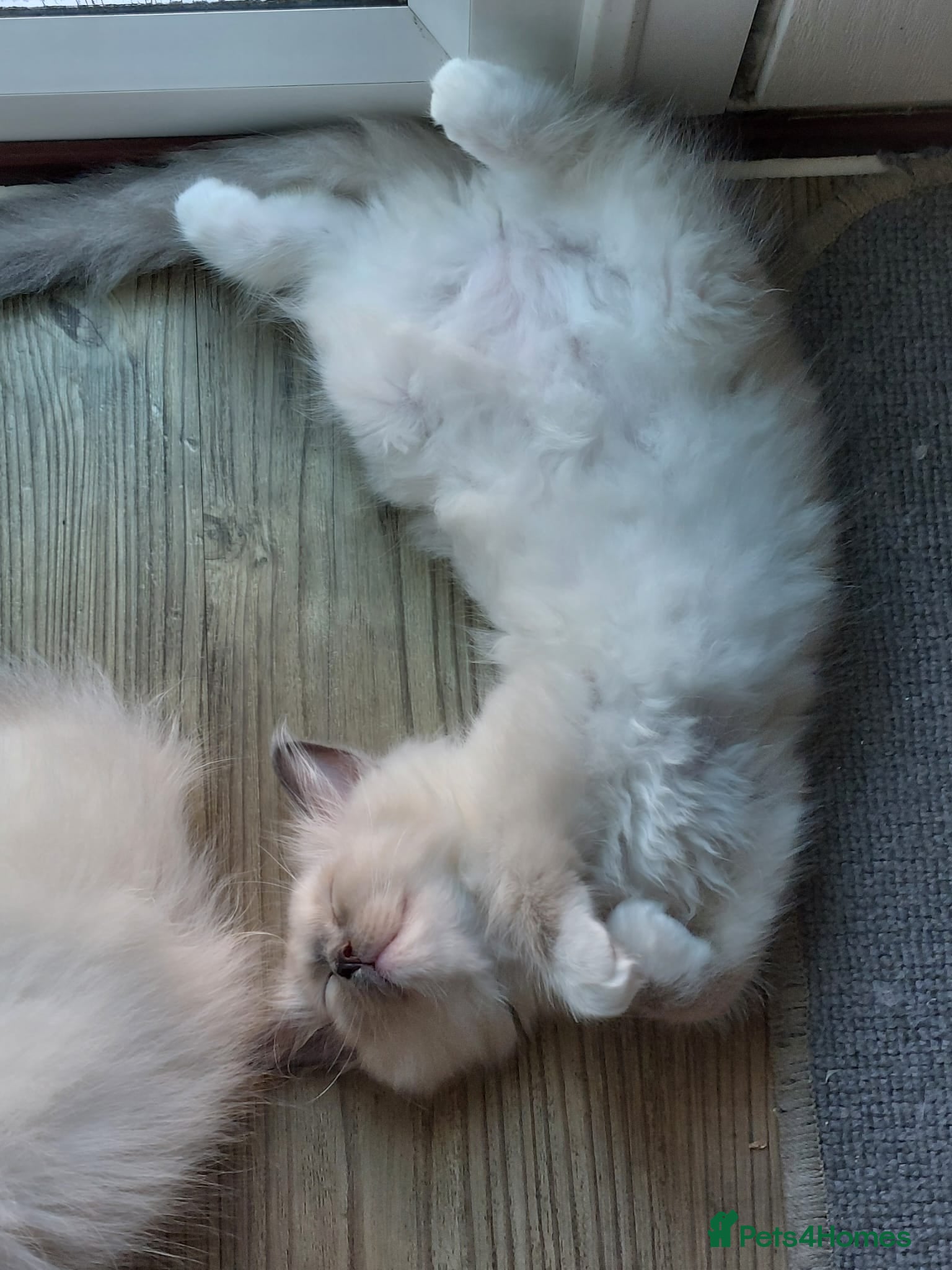 Ragdoll cats Beautiful male sealpoint ragdoll kitten for sale  - Advert 2