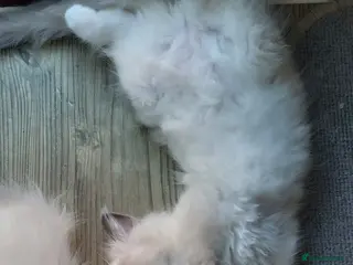 Ragdoll cats Beautiful male sealpoint ragdoll kitten for sale - Advert 2