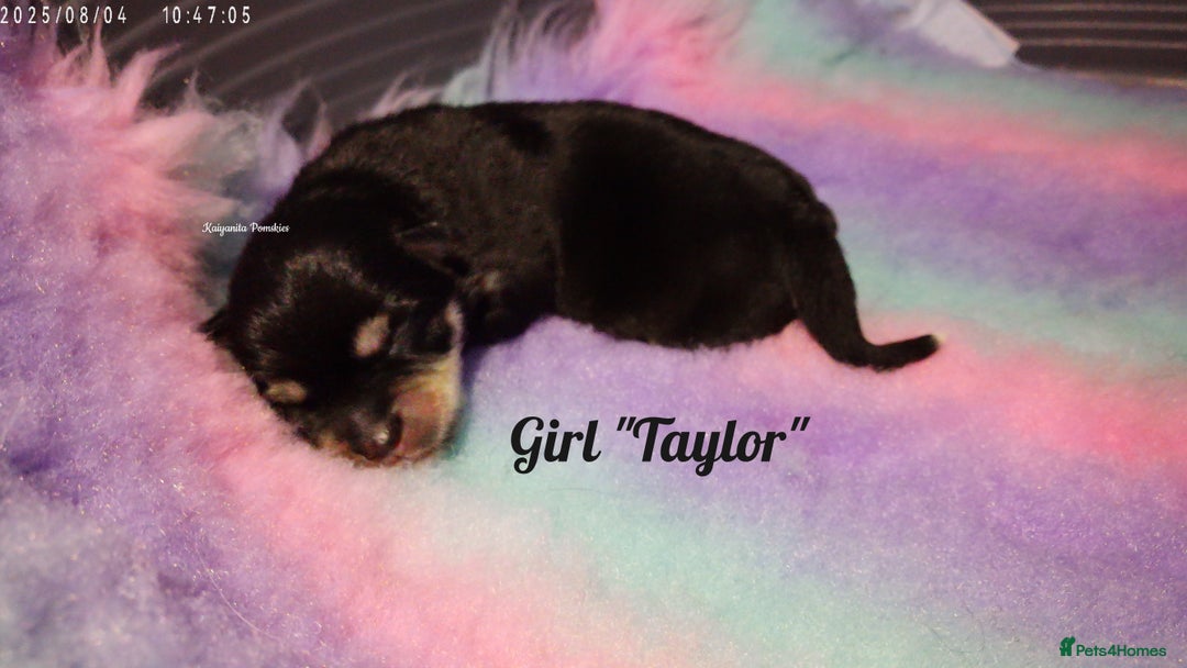 Pomsky dogs for sale: Stunning Pomsky Puppies! Health tested parents.  - Image 7
