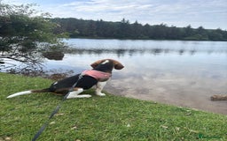 Beagle dogs for sale: Lexi  - Advert 4