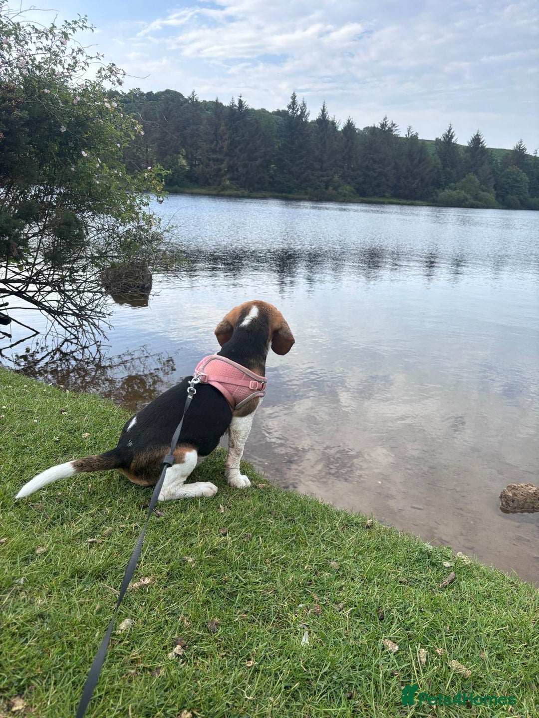 Beagle dogs for sale: Lexi  - Advert 4