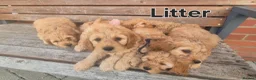 Cockapoo dogs for sale: F1 Cockapoo Puppies - Advert 3