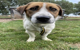 Basset Hound dogs for adoption: Diego - Badersfield Norfolk  - Image 3