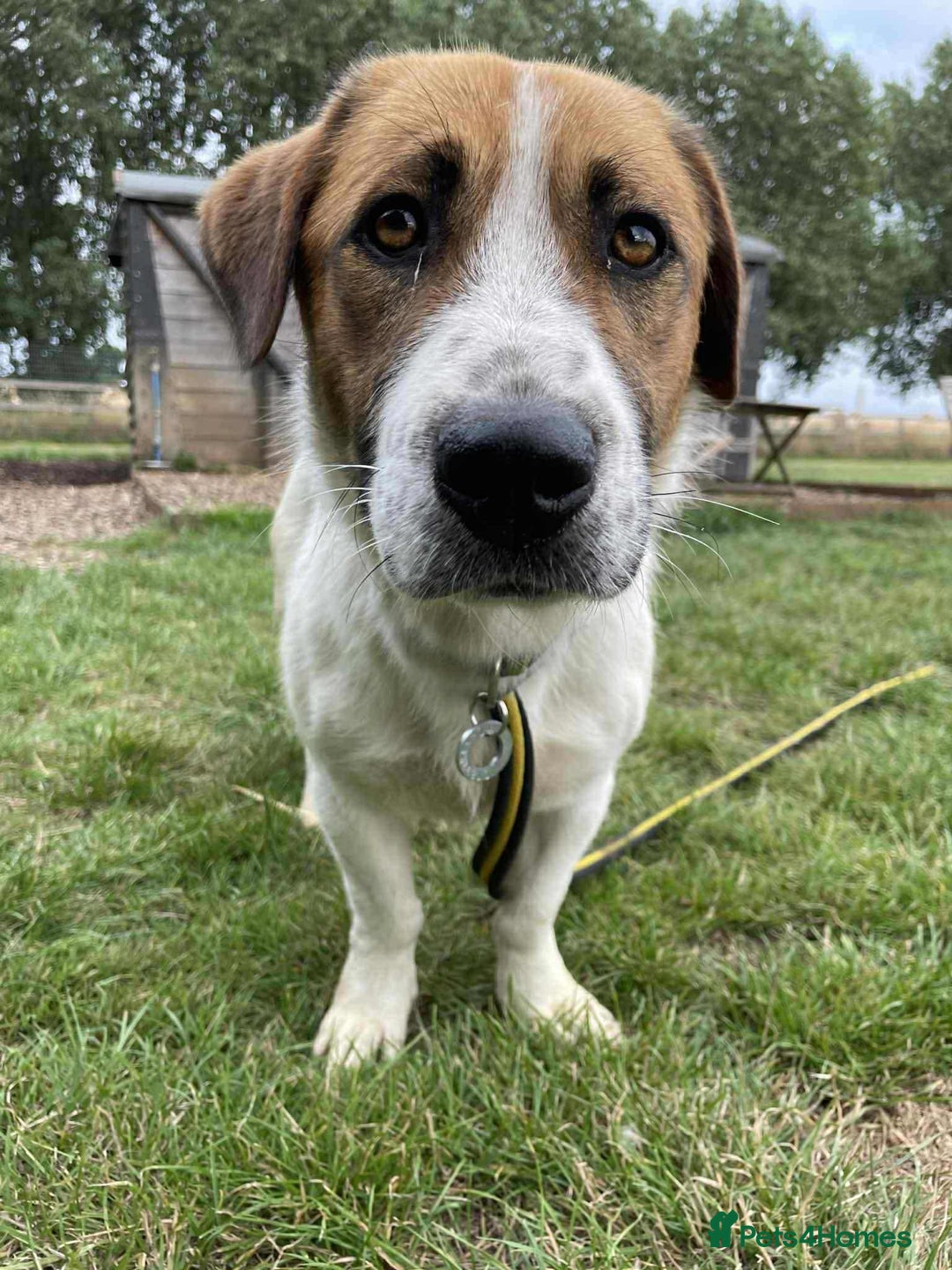 Basset Hound dogs for adoption: Diego - Badersfield Norfolk  - Image 3